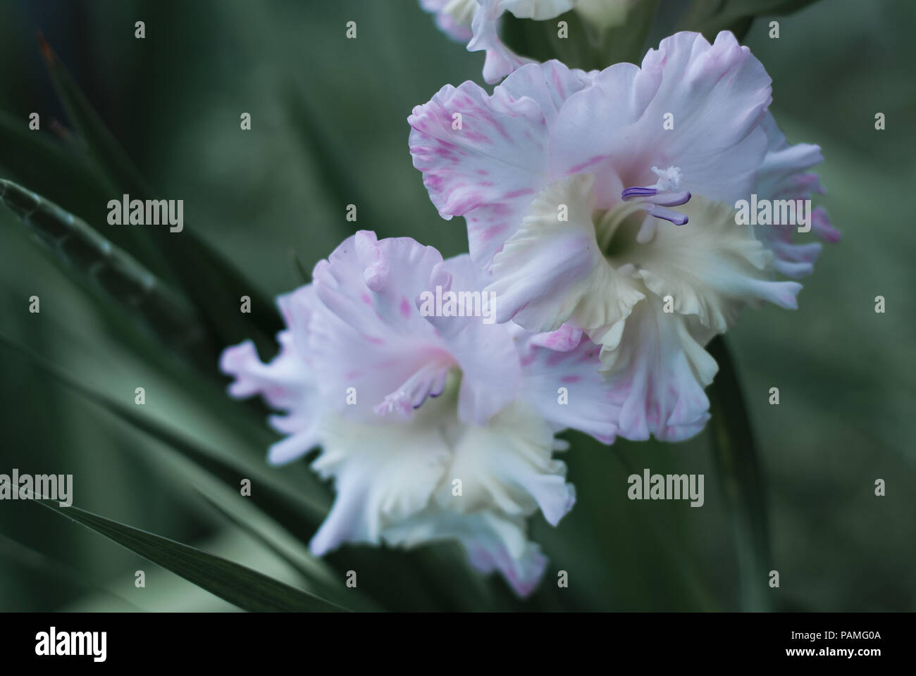 Sword lily, Gladiolus ton dramatique et soft focus Banque D'Images