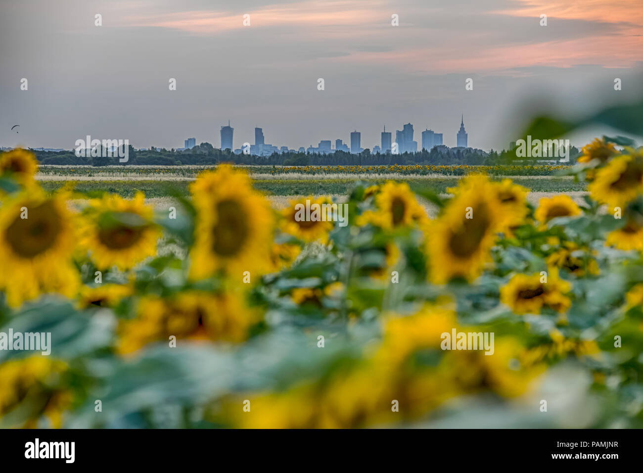Voir des gratte-ciel de Varsovie par champ de tournesols pendant le coucher du soleil Banque D'Images