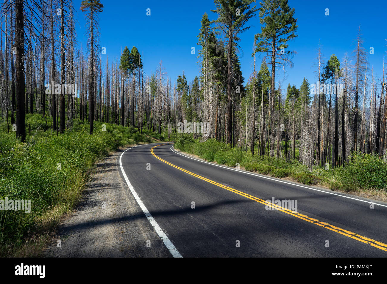 L'autoroute 120 en courbe, une route pleine d'arbres endommagés par le Rim Fire, un violent incendie de forêt en 2013 - Yosemite National Park Banque D'Images