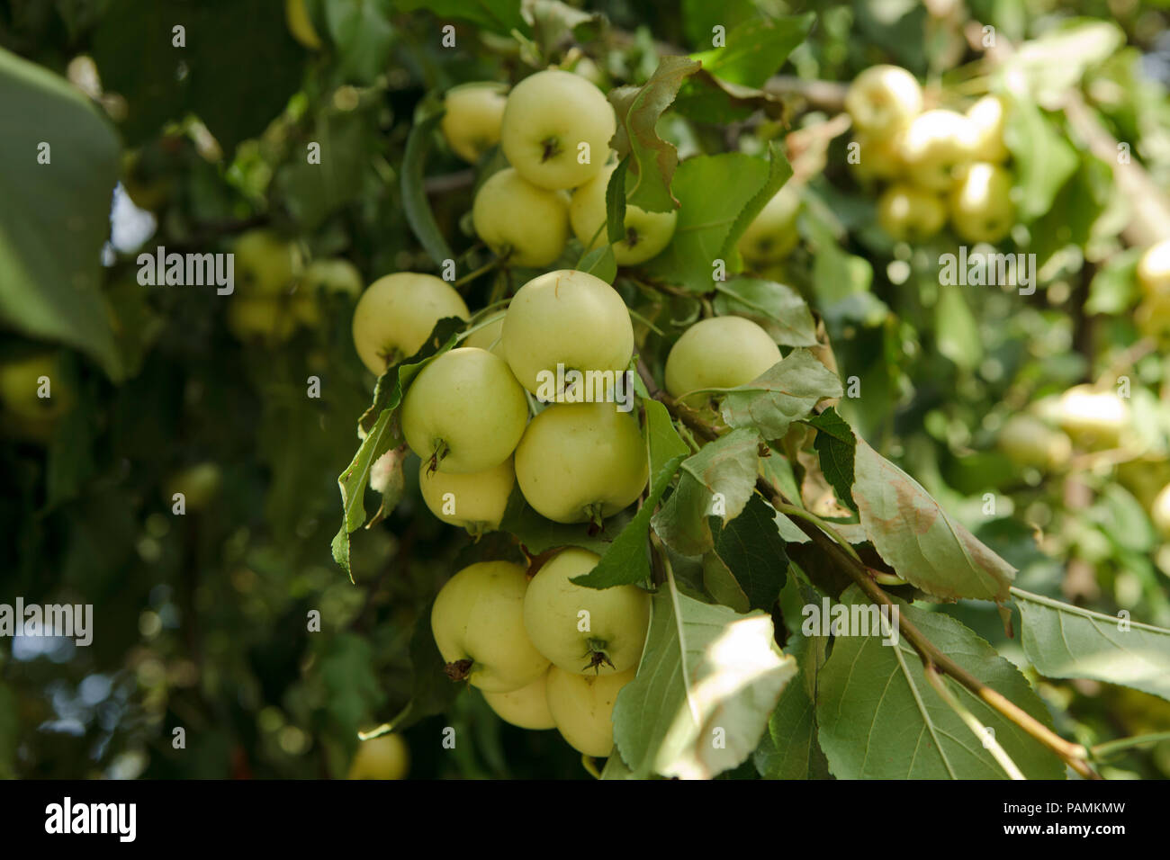 Fresh fruit vert pomme verte sur une branche Banque D'Images