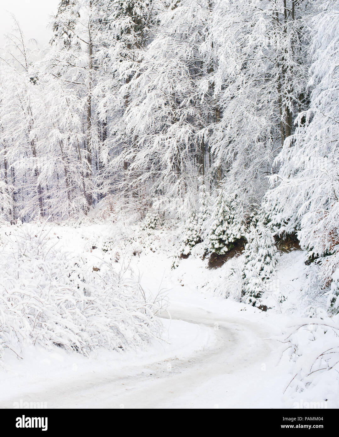 Route d'hiver gelé dans les Carpates couvertes de neige Banque D'Images
