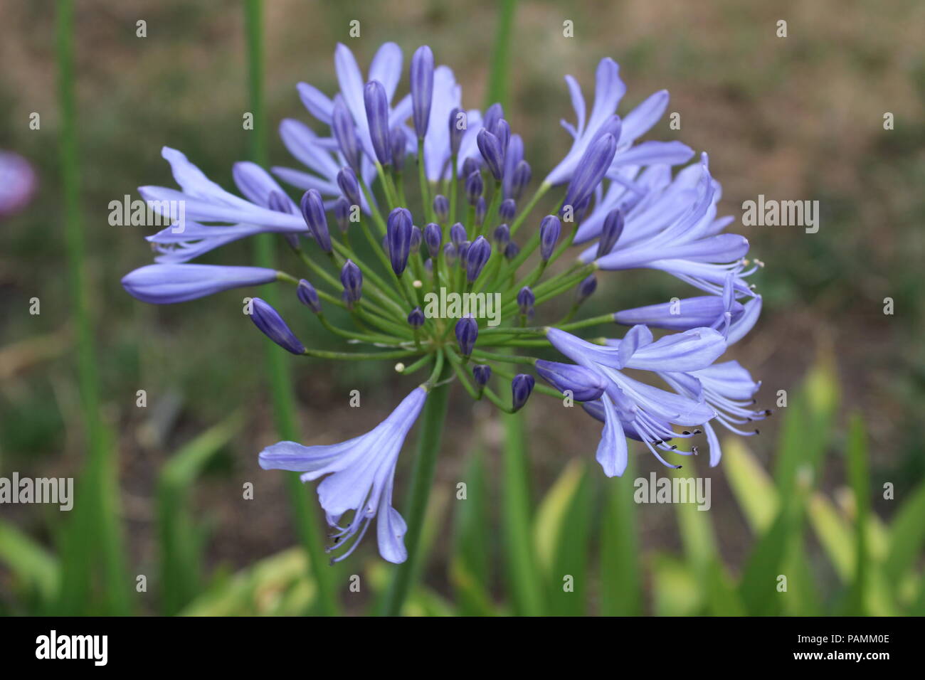 Agapanthus ou Lily of the Nile aussi connu sous le nom de African lily Banque D'Images