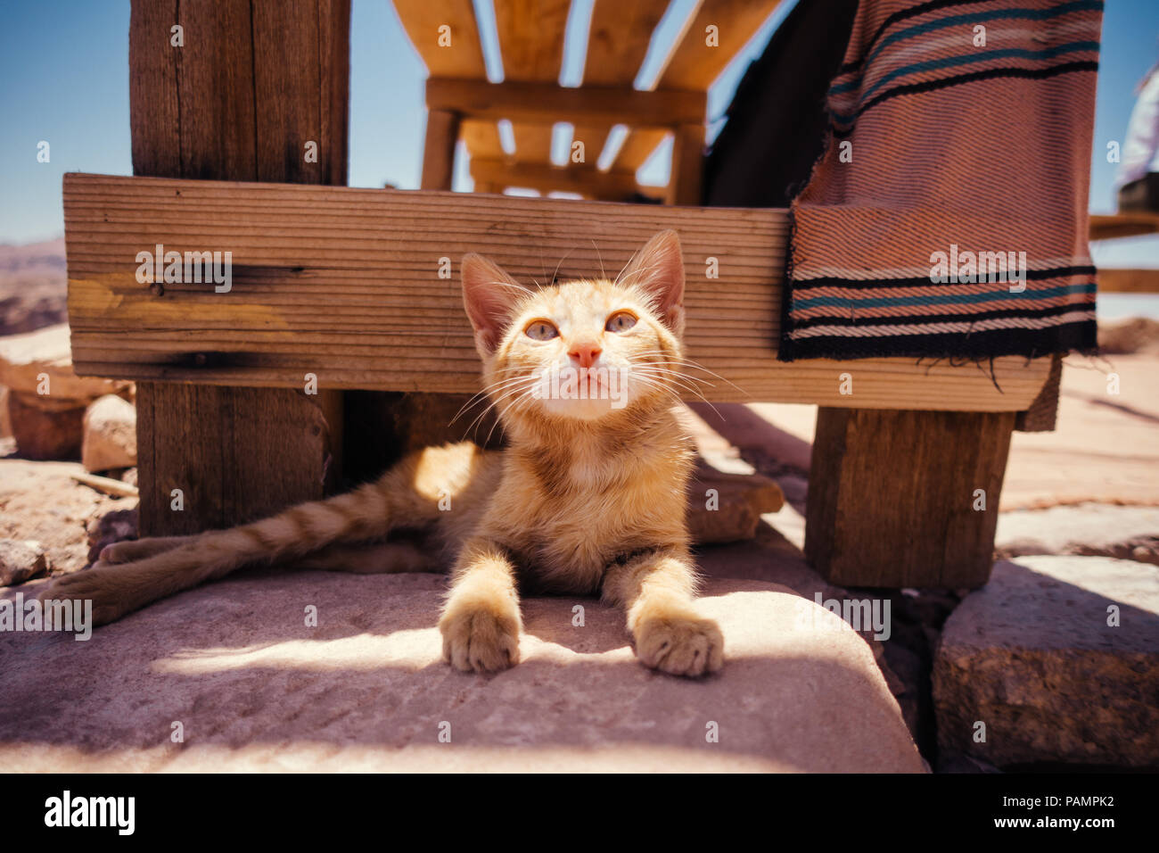 Un jeune chaton gingembre est situé au sommet d'un lookout au très haut de Petra, Jordanie Banque D'Images