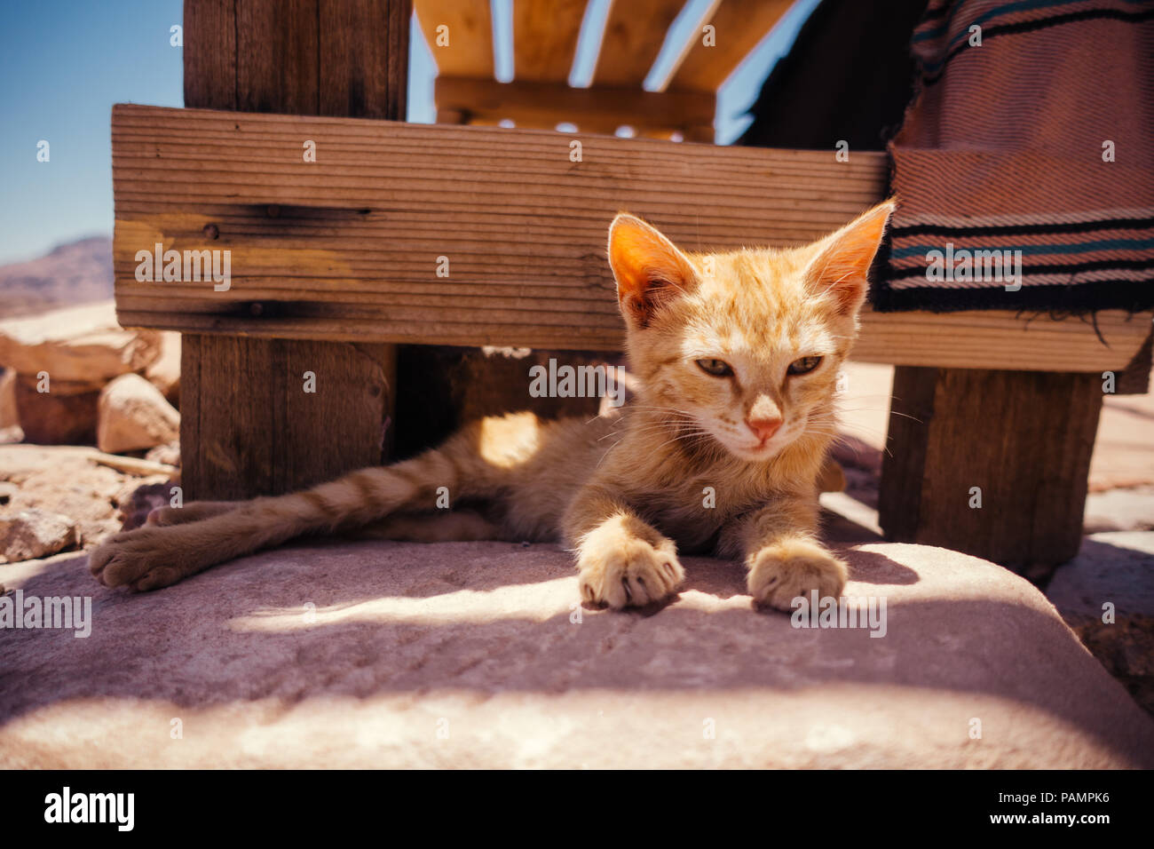 Un jeune chaton gingembre est situé au sommet d'un lookout au très haut de Petra, Jordanie Banque D'Images
