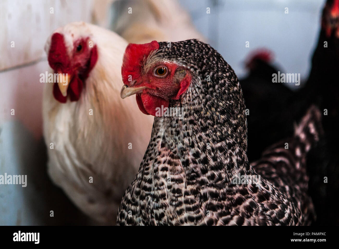 Poule noir et blanc avec blanc poule dans leur poulailler Photo Stock