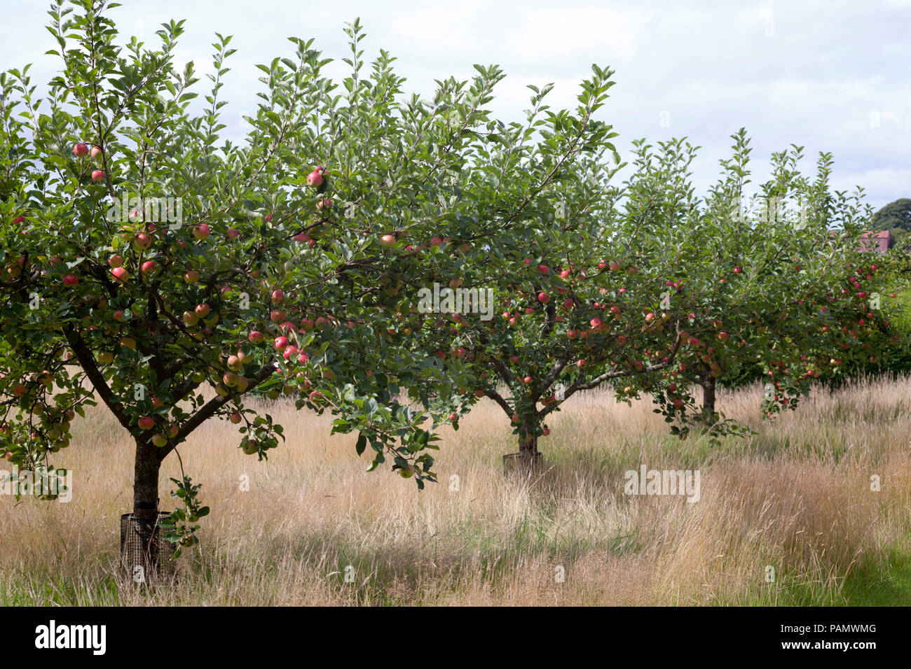 Apple - Malus domestica - variété 'Katy' dans un verger au moment de la récolte, de l'Écosse. Banque D'Images
