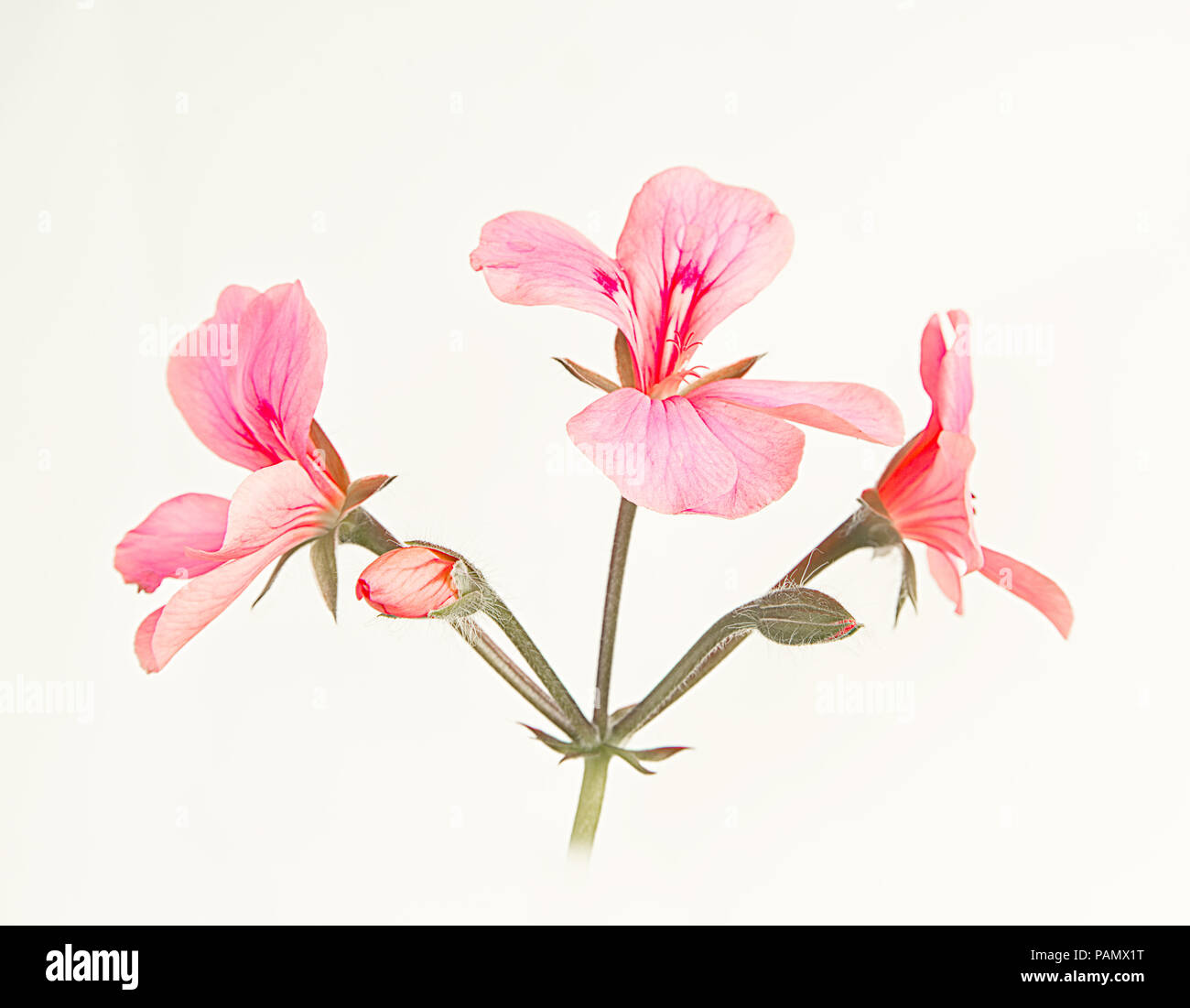 Feuilles de lierre pelargonium fleurs. Banque D'Images