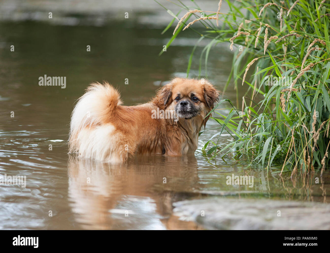 Tibetan Spaniel. Chien adulte debout dans un lac. Allemagne Banque D'Images