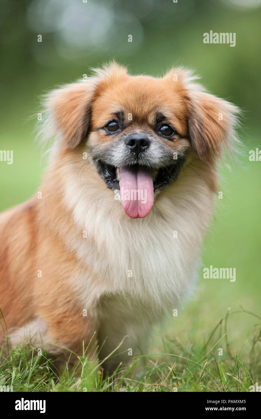 Tibetan Spaniel. Chien adulte assis sur un pré, portrait. Allemagne Banque D'Images