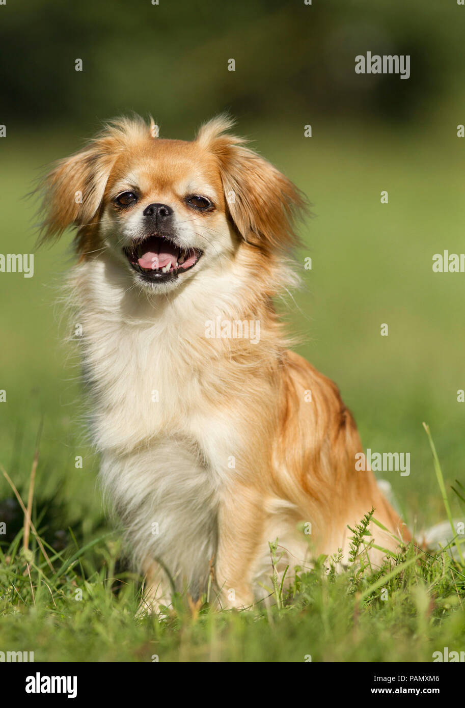 Tibetan Spaniel. Chien adulte assis sur un pré. Allemagne Banque D'Images