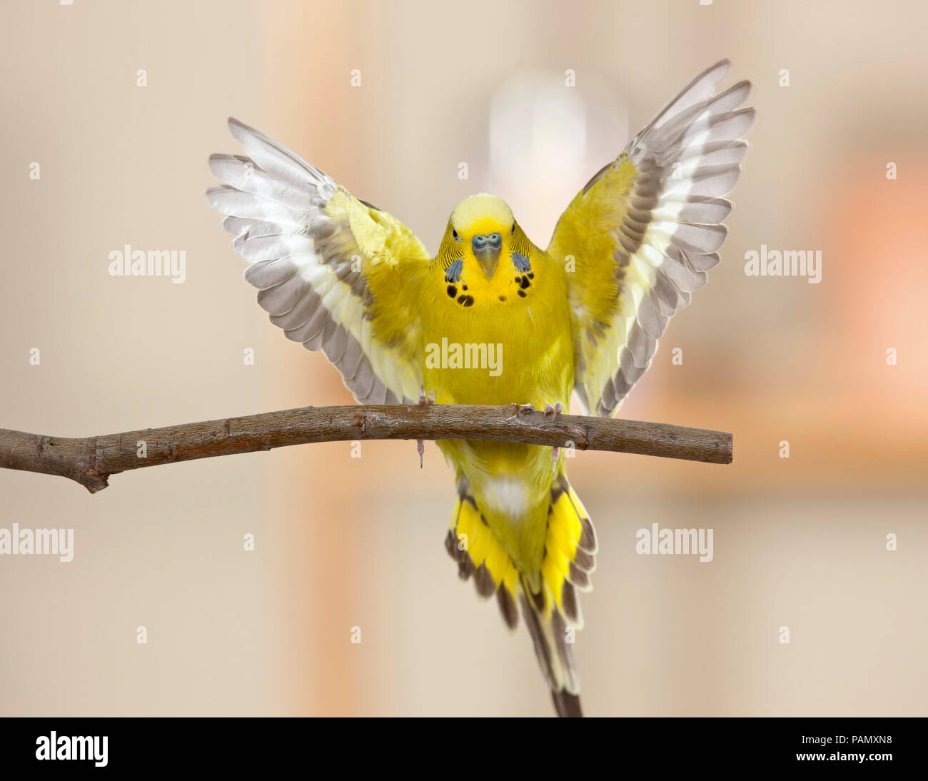 Perruche ondulée, Perruche (Melopsittacus undulatus) en approche d'atterrissage à une branche. Allemagne Banque D'Images