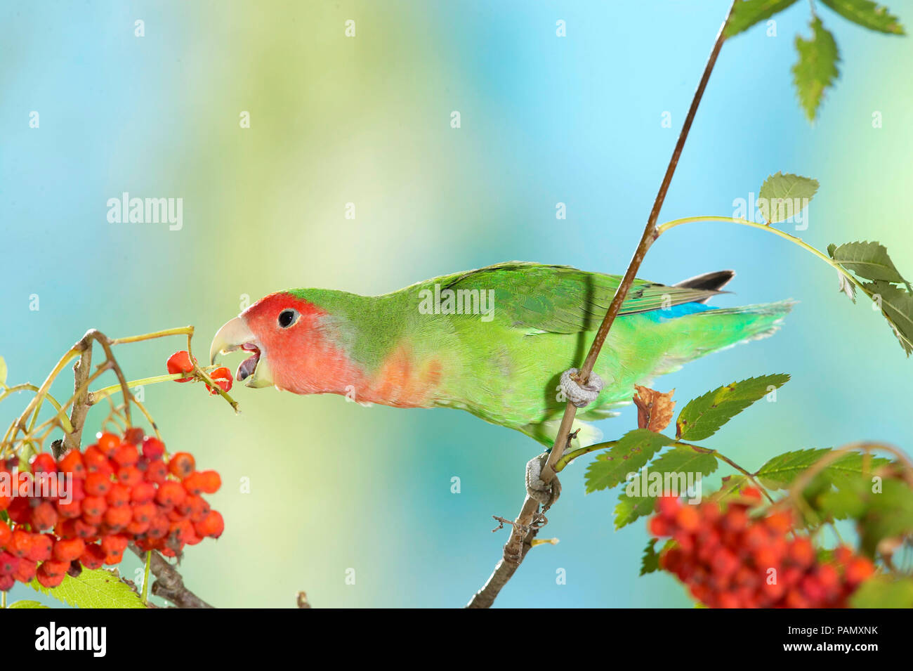 Rosy Inséparable rosegorge (Agapornis roseicollis). Les oiseaux adultes perché sur brindille en mangeant des baies Rowan. L'Allemagne. Banque D'Images
