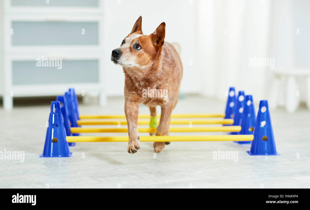 La thérapie physique : Australian Cattle Dog walking sur cavaletti, un exercice de coordination. Allemagne Banque D'Images