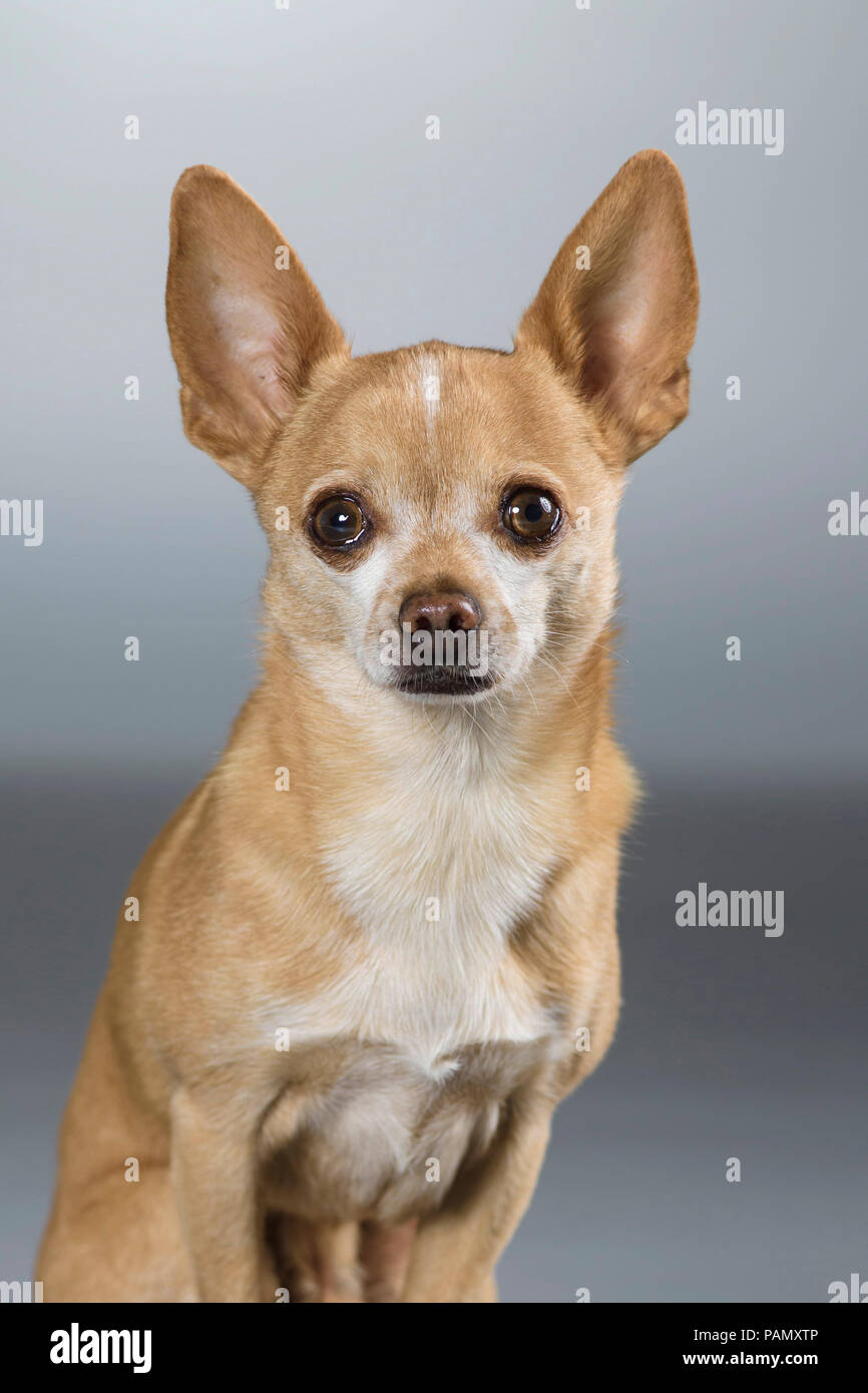 Chihuahua. Hot dog sitting. Studio photo sur fond gris. Allemagne Banque D'Images