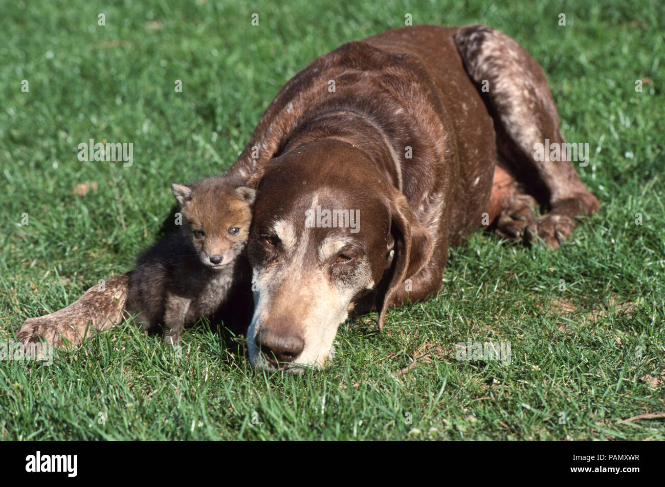 Amitié animale : Braque allemand et les jeunes red fox (Vulpes vulpes) sur un pré. Allemagne Banque D'Images