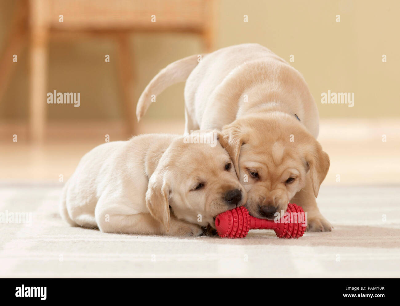 Labrador Retriever. Deux chiots (6 semaines) à l'affiche à côté de jouet rouge os. Allemagne Banque D'Images