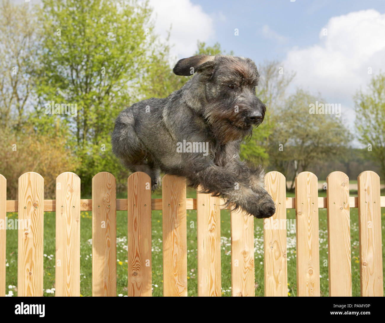 Schnauzer Géant. Chien adulte sautant par dessus une clôture de jardin. Allemagne Banque D'Images