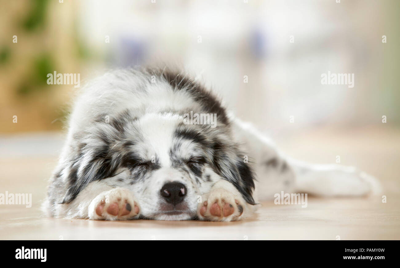 Border Collie. Chiot dormir sur le parquet. Allemagne Banque D'Images