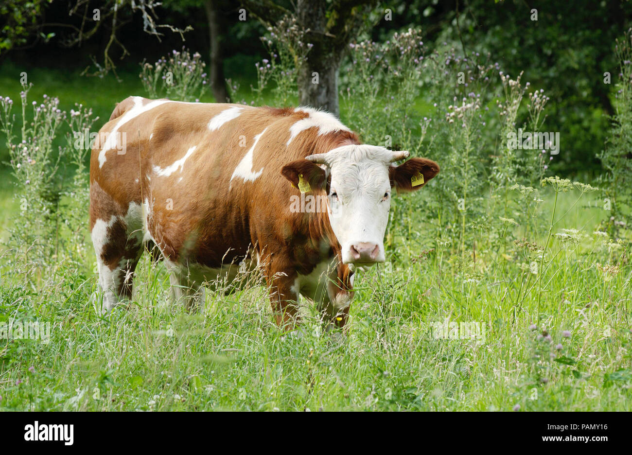 Les bovins domestiques, les bovins Simmental. Vache dans un pré. La Bavière, Allemagne Banque D'Images