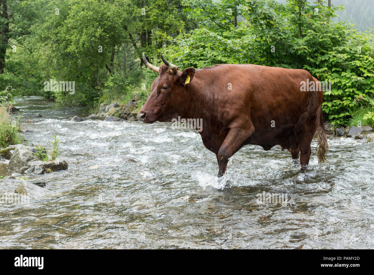 Harzer Rotvieh. Vache traversant un ruisseau. L'Allemagne. Banque D'Images