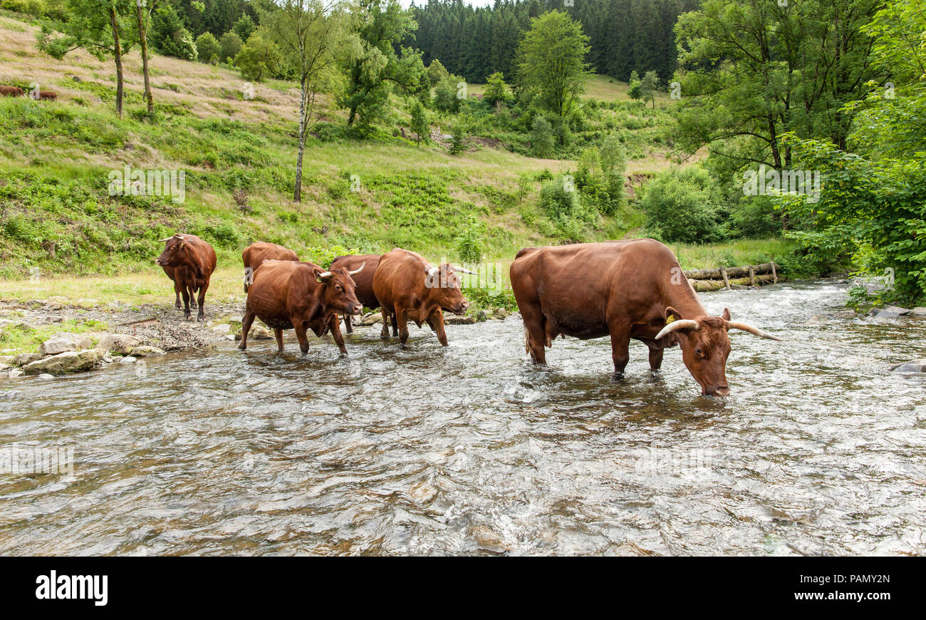 Harzer Rotvieh. Petit troupeau buvant dans un ruisseau. L'Allemagne. Banque D'Images