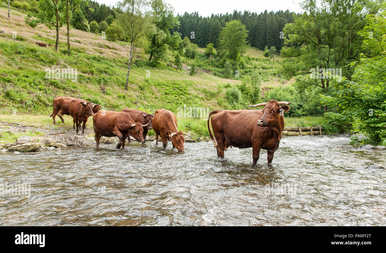 Harzer Rotvieh. Petit troupeau buvant dans un ruisseau. L'Allemagne. Banque D'Images