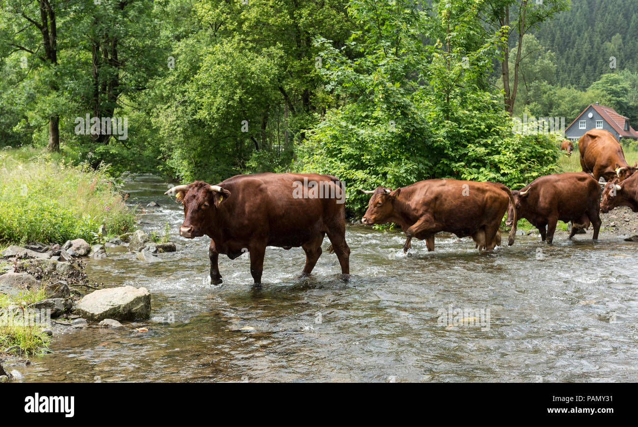Harzer Rotvieh. Petit troupeau traversant un ruisseau. L'Allemagne. Banque D'Images