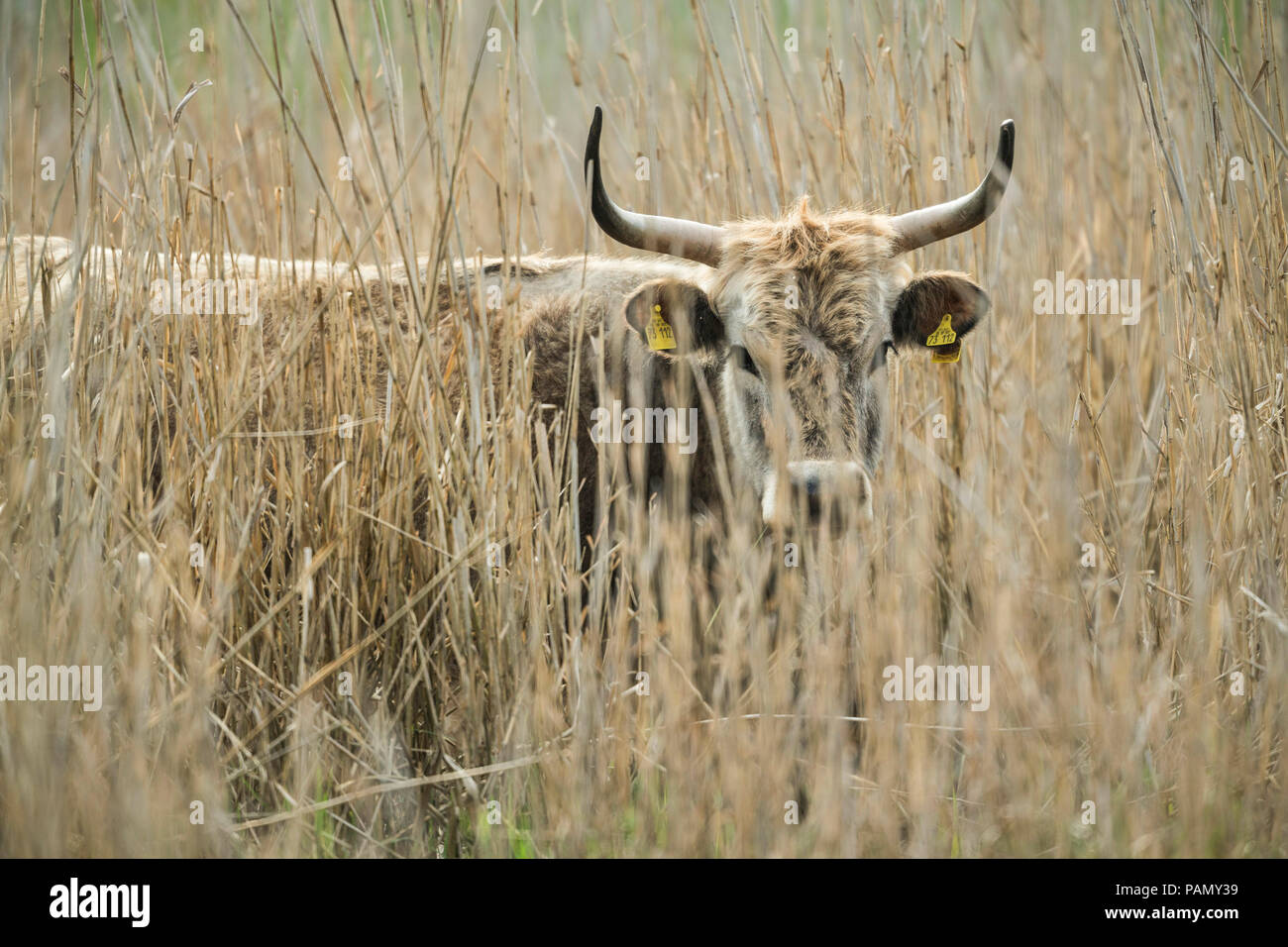 L'Aurochs de Heck, recréé les bovins (Bos primigenius primigenius). Des profils cachés dans reed. Allemagne Banque D'Images