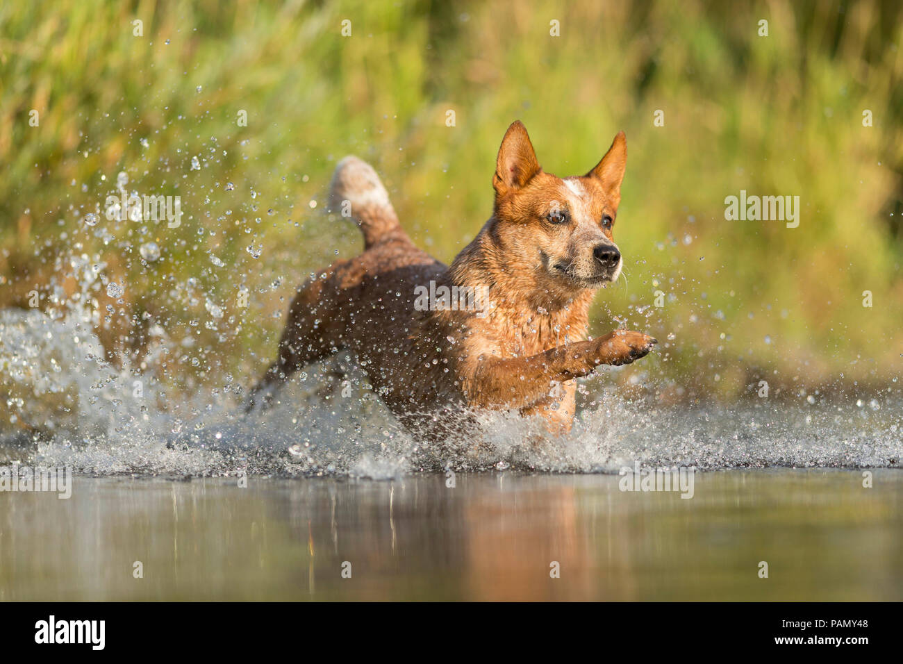 Australian Cattle Dog running par projection d'eau. L'Allemagne.. Banque D'Images