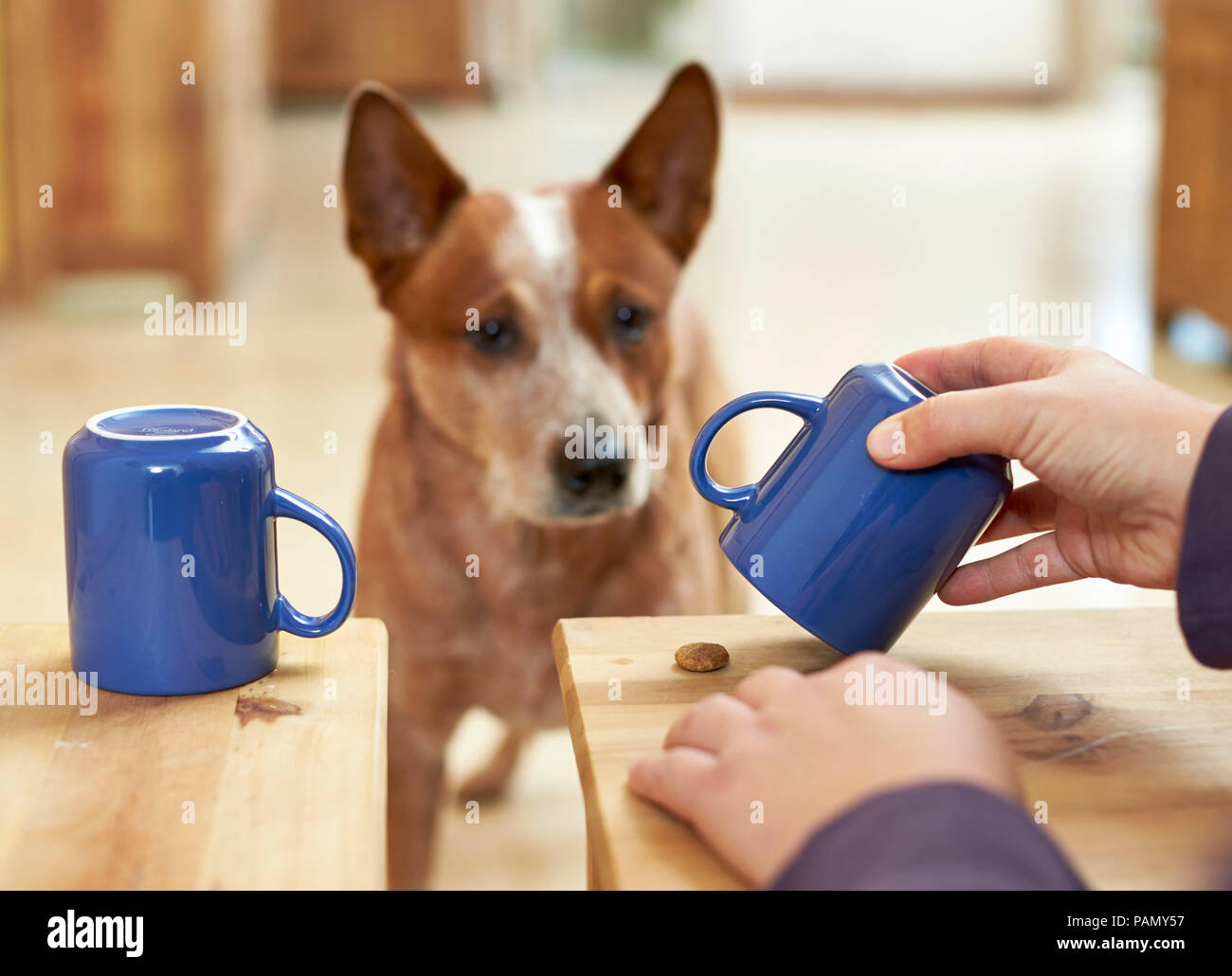 Australian Cattle Dog observe un traiter est caché sous une tasse, intelligence test. L'Allemagne. Banque D'Images