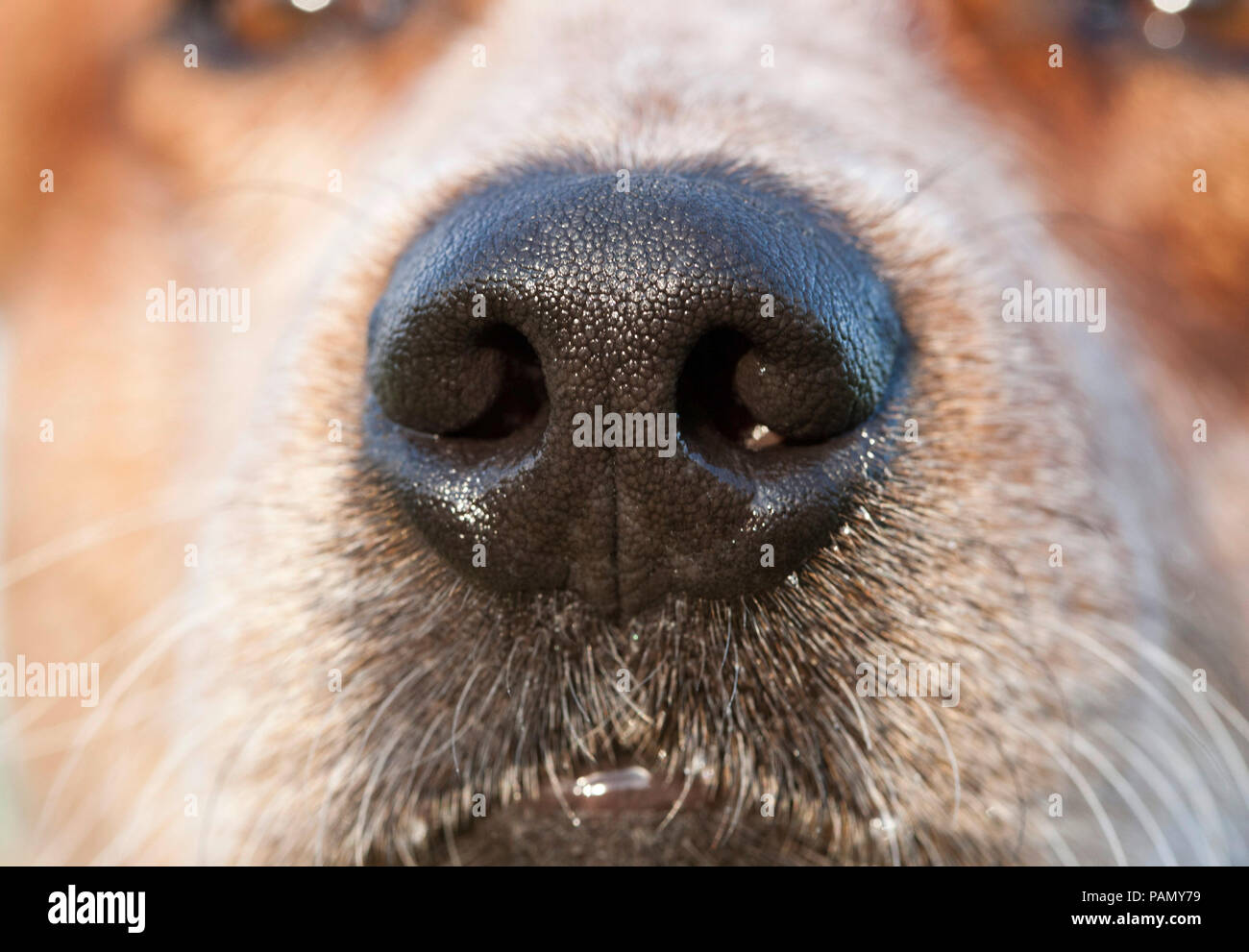 Australian Cattle Dog. Close up de nez et museau. L'Allemagne... Banque D'Images