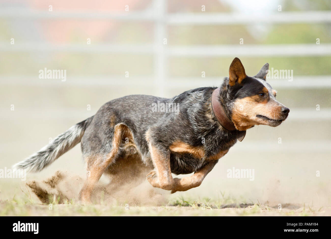 Australian Cattle Dog au volant du bétail. L'Allemagne.. Banque D'Images