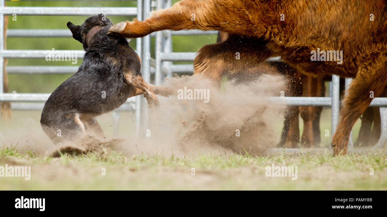 Australian Cattle Dog, en tenant une conduite de bétail kick. L'Allemagne... Banque D'Images