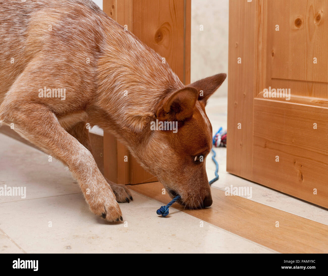 Australian Cattle Dog tirer sur un cordon avec toy derrière une porte. L'Allemagne... Banque D'Images