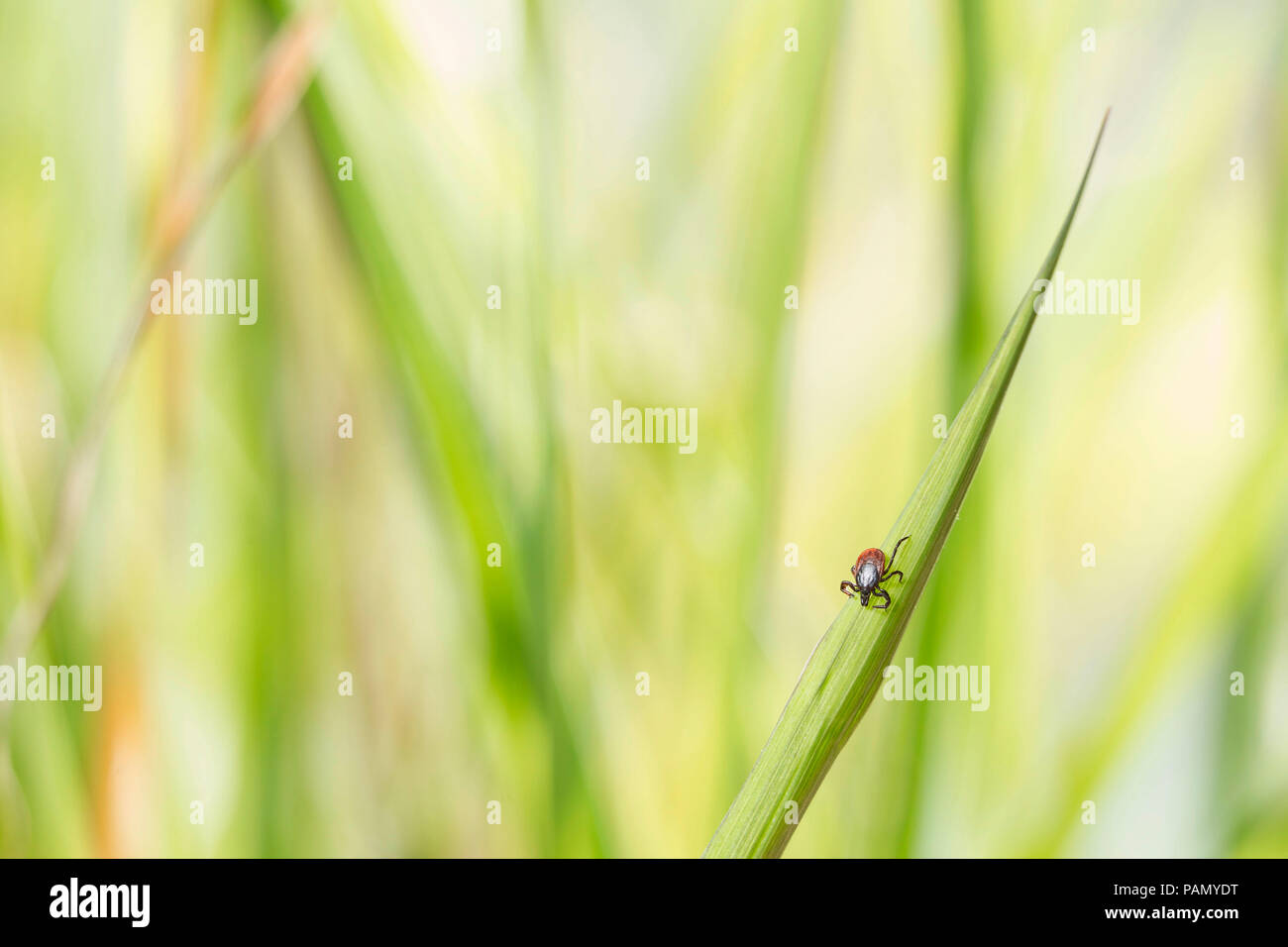 Ricin tique (Ixodes ricinus) sur un brin d'herbe. Allemagne Banque D'Images