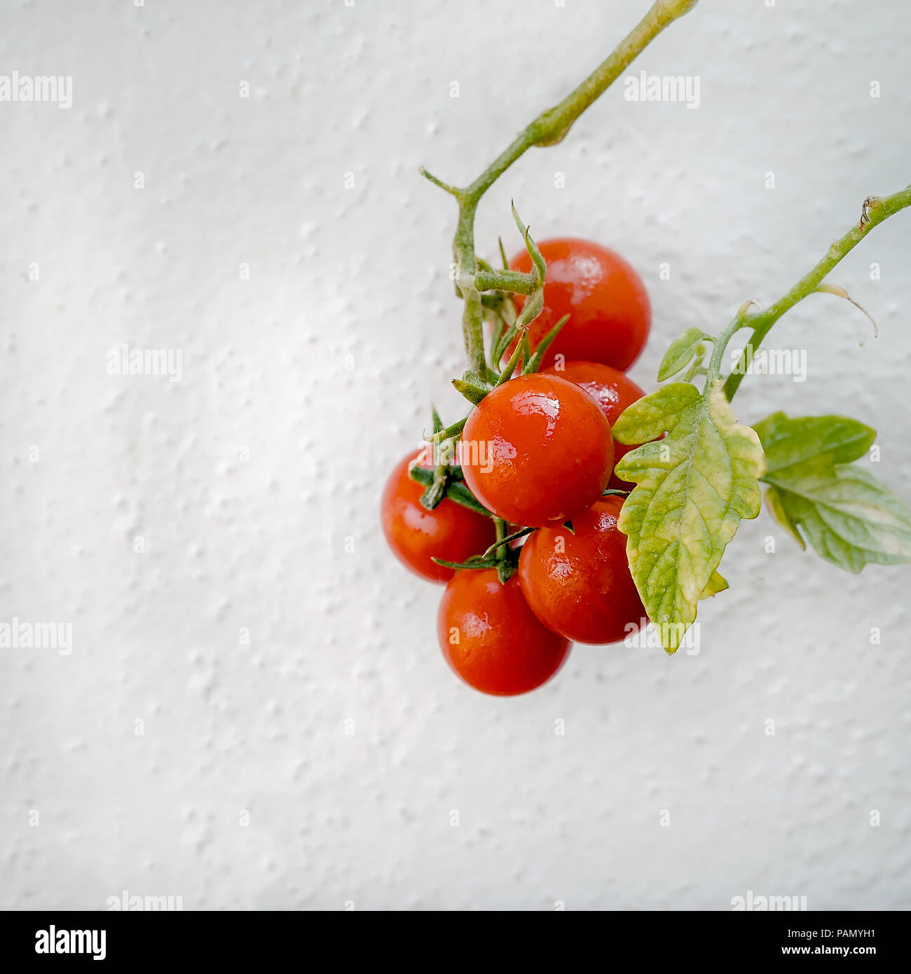 Les tomates cerises. Isolées. Tomates cerises mûres rouge rond accroché sur tige avec un fond blanc. Le point de droit. Banque D'Images