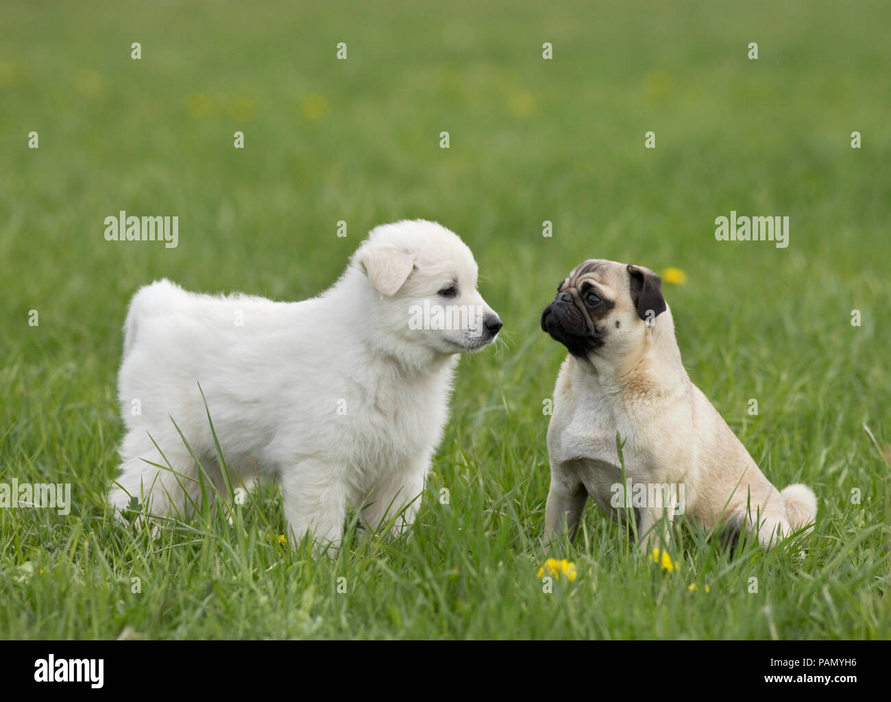 Chien Berger Blanc Suisse. Debout à côté de chiot pug adultes sur un pré. Allemagne Banque D'Images