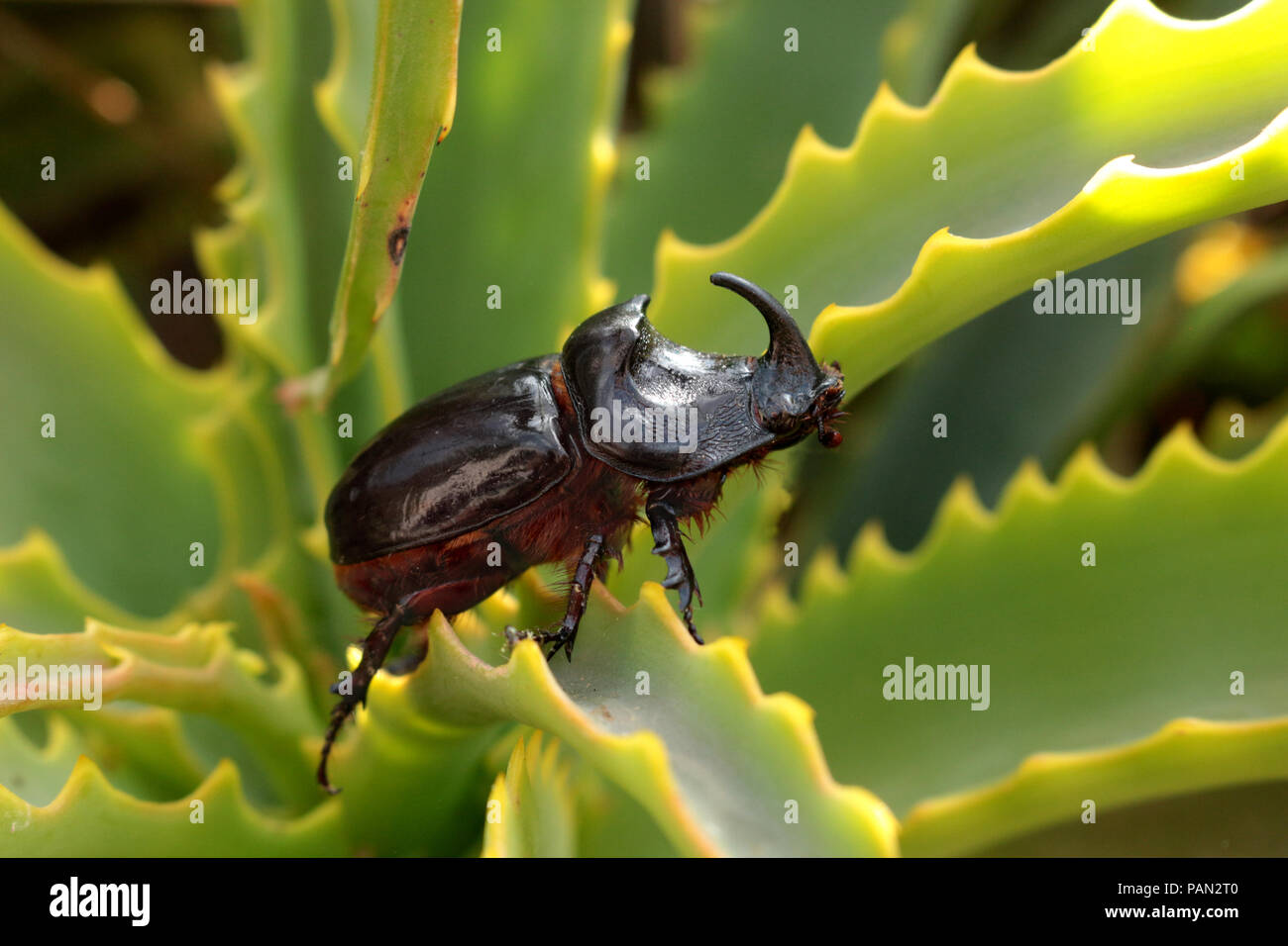 Du scarabée rhinocéros Oryctes, nasiconis, marchant sur une plante verte Banque D'Images