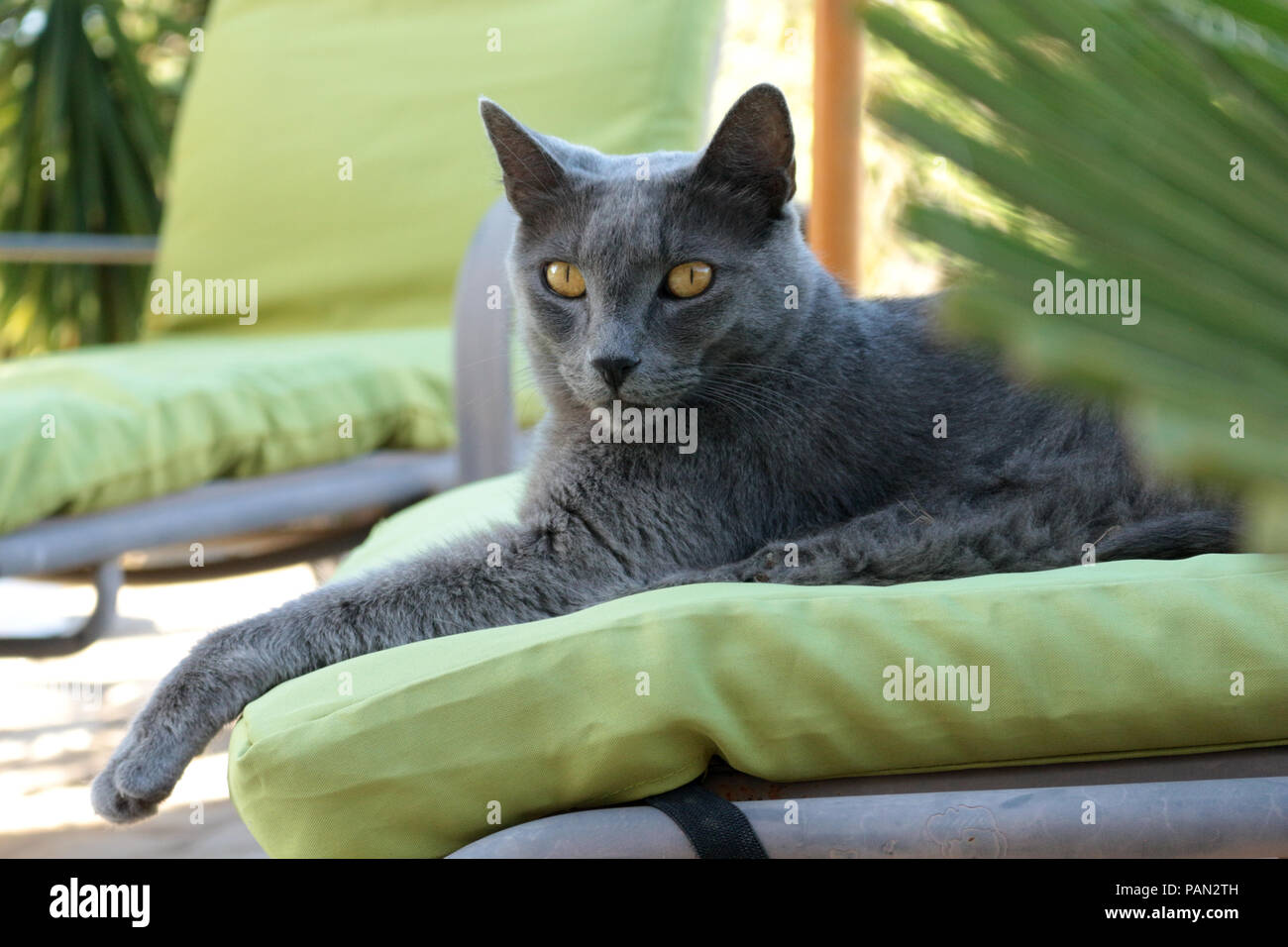 Chat domestique bleu couché sur un oreiller vert dans le jardin Banque D'Images