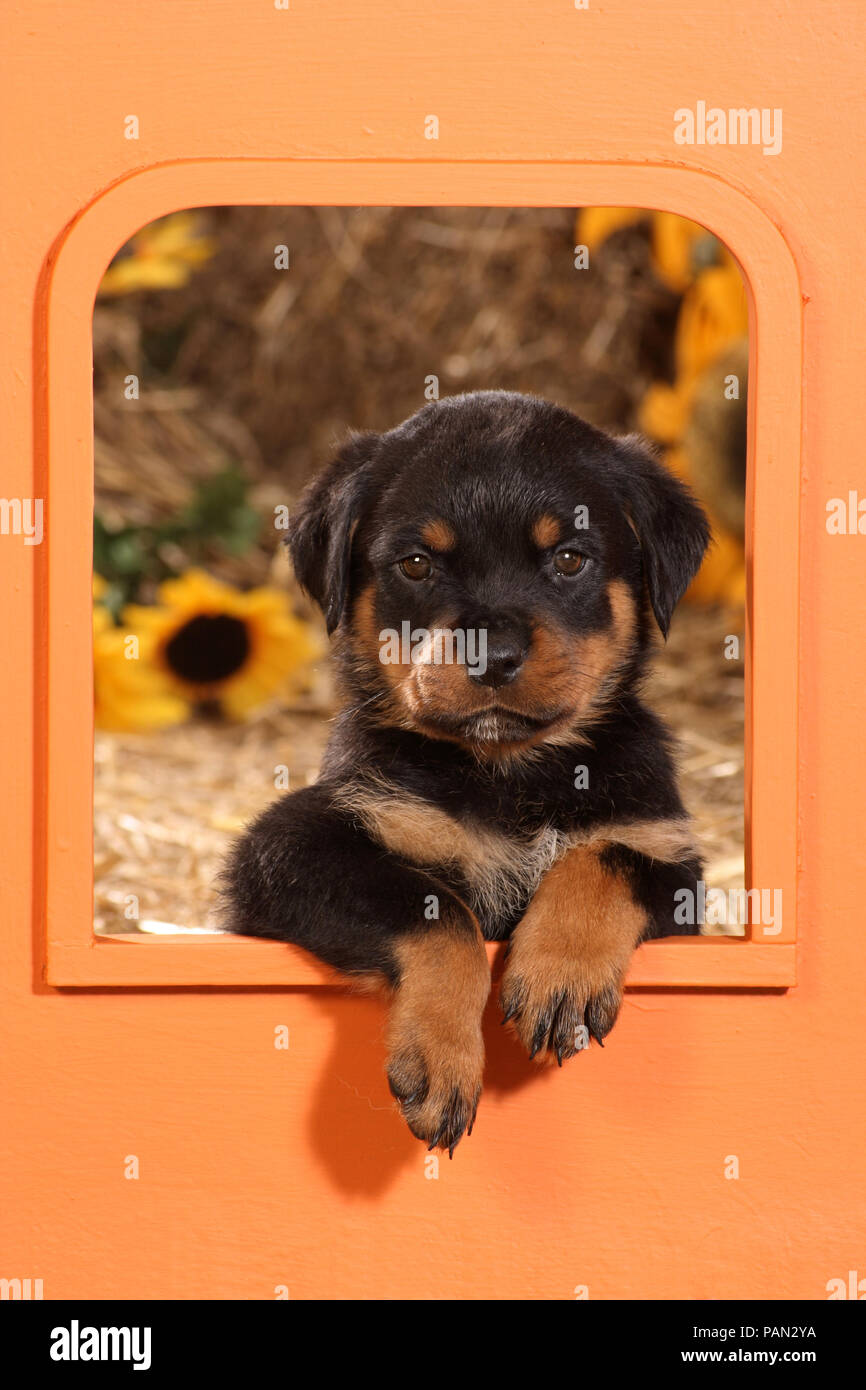 Cyoot Rottweiler Rottweiler puppy dog Banque de photographies et d’images à haute ...