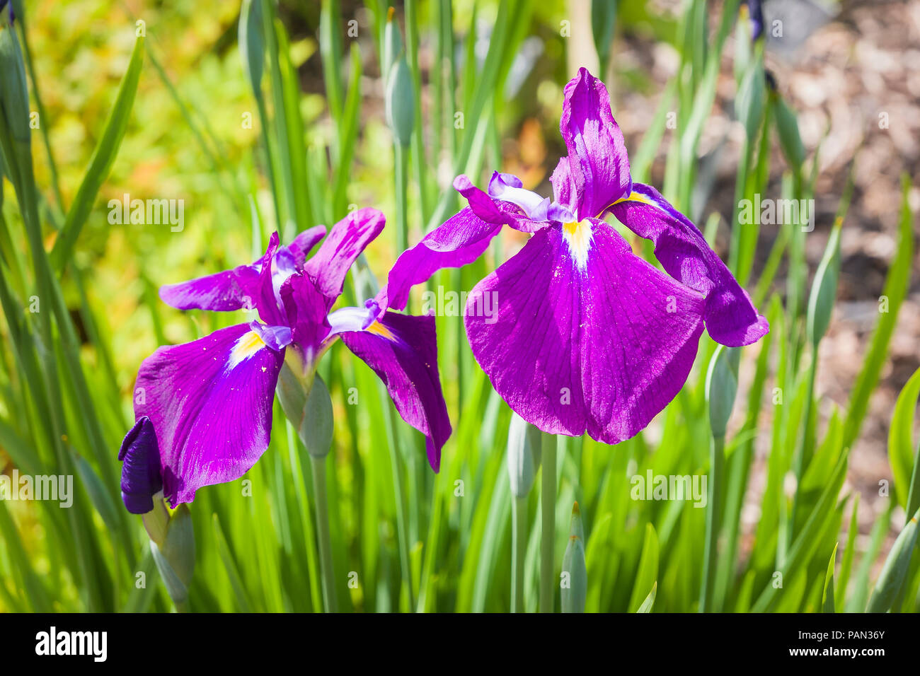 Iris ensata Iso-no-nami en fleurs en juin dans un jardin anglais Banque D'Images