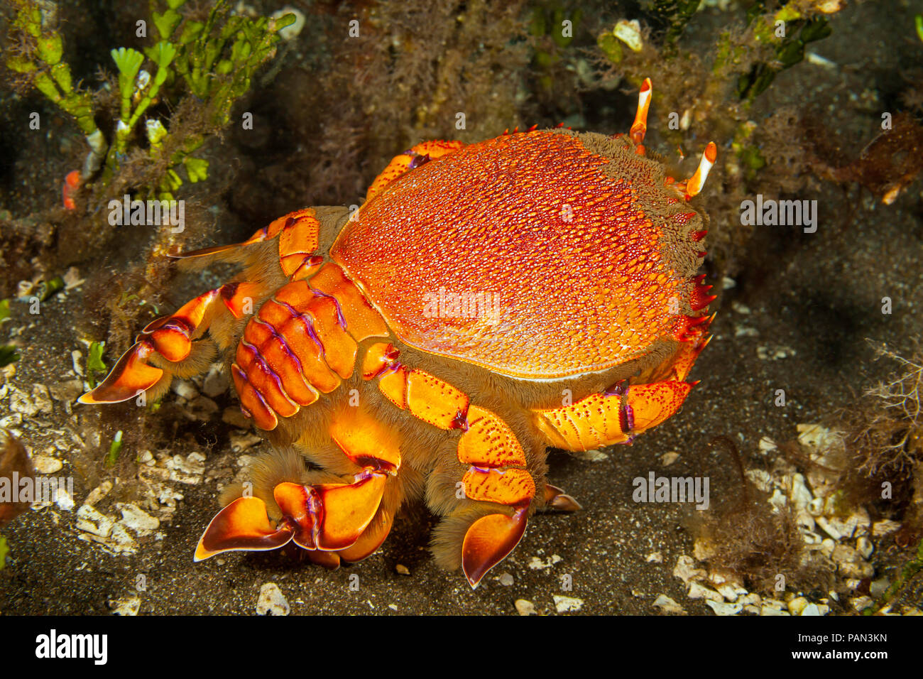 Le Crabe Ranina ranina, Kona, est dans la famille crabe grenouille et sont appelé 'spanner crabes'. Dans la région de New York et ailleurs dans le monde ils sont commer Banque D'Images