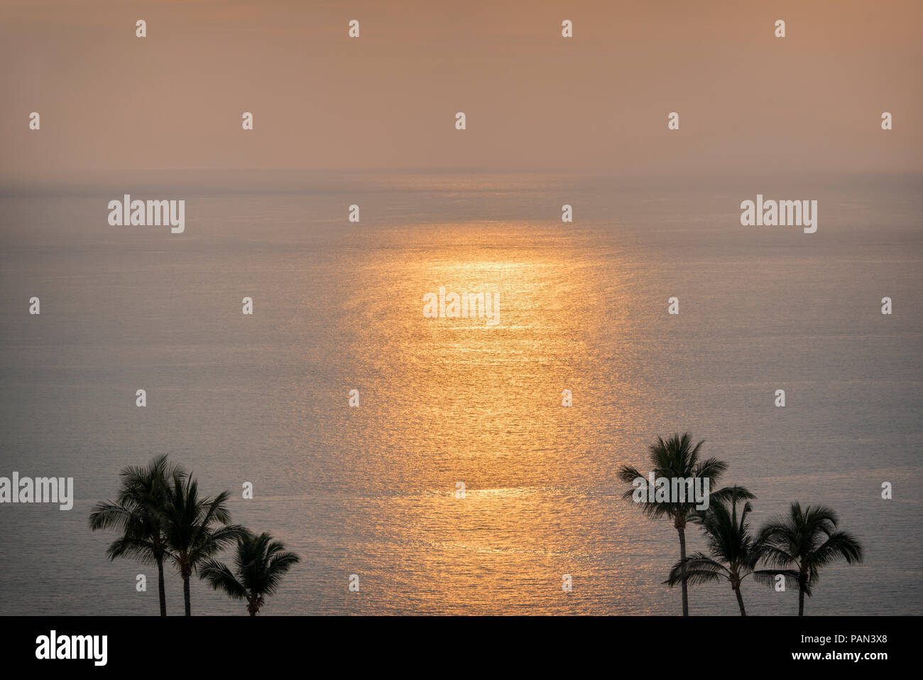 Coucher de soleil et de palmiers. New York, la Grande Île Banque D'Images