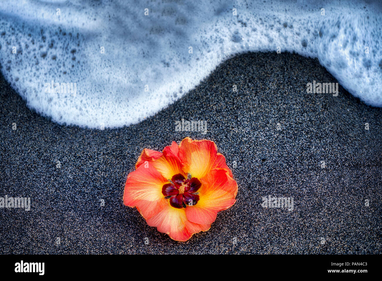 African Tulip Tree blossom sur plage de sable noir avec des vagues. New York, la Grande Île Banque D'Images