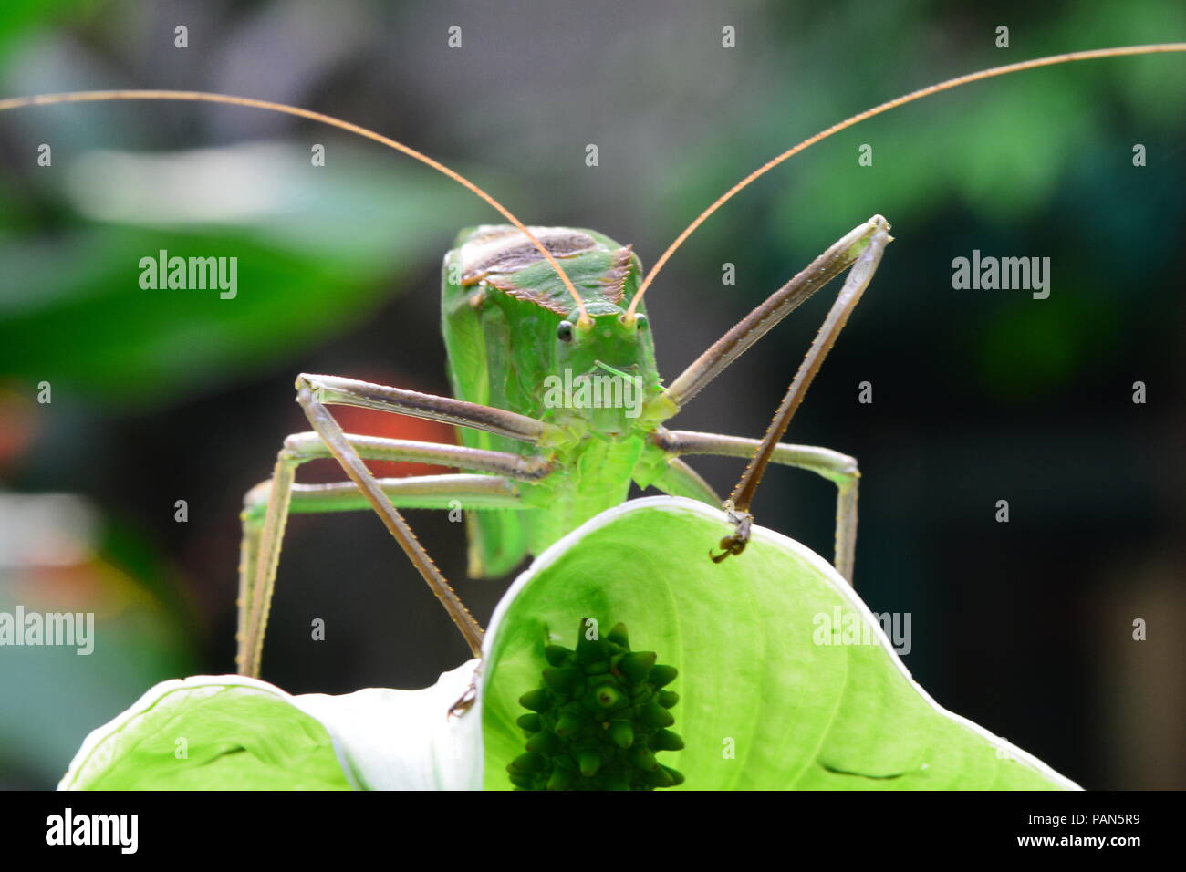 Katydid malais géant dans son environnement. Banque D'Images