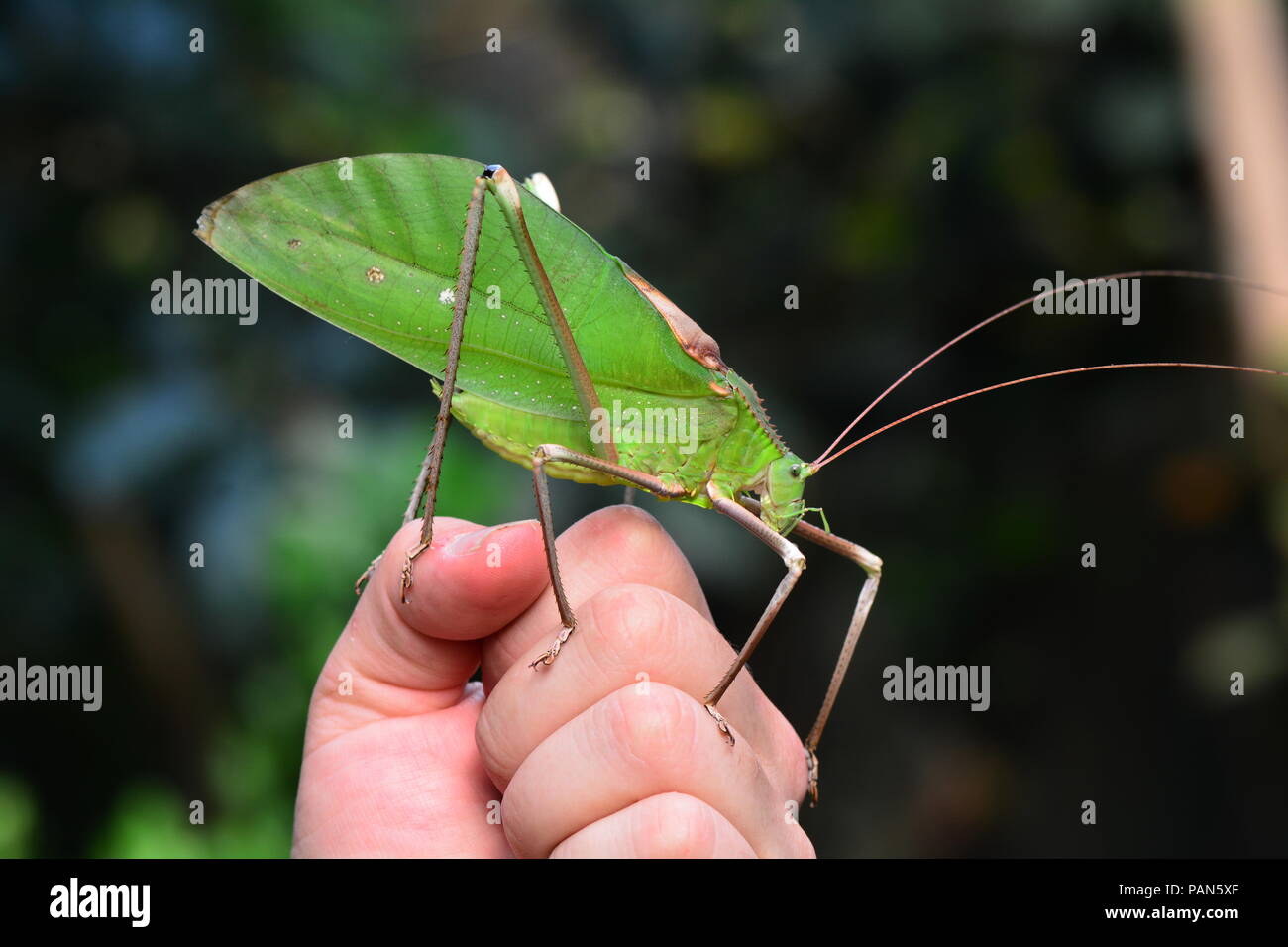 Katydid malais géant dans son environnement. Banque D'Images