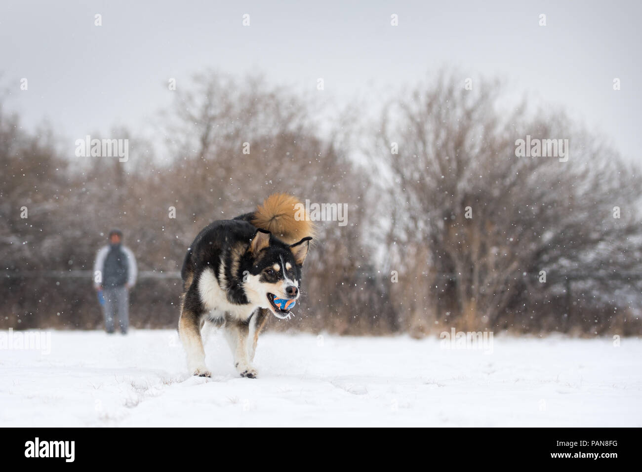 Chien husky mix aller chercher la balle dans la neige avec l'homme Banque D'Images