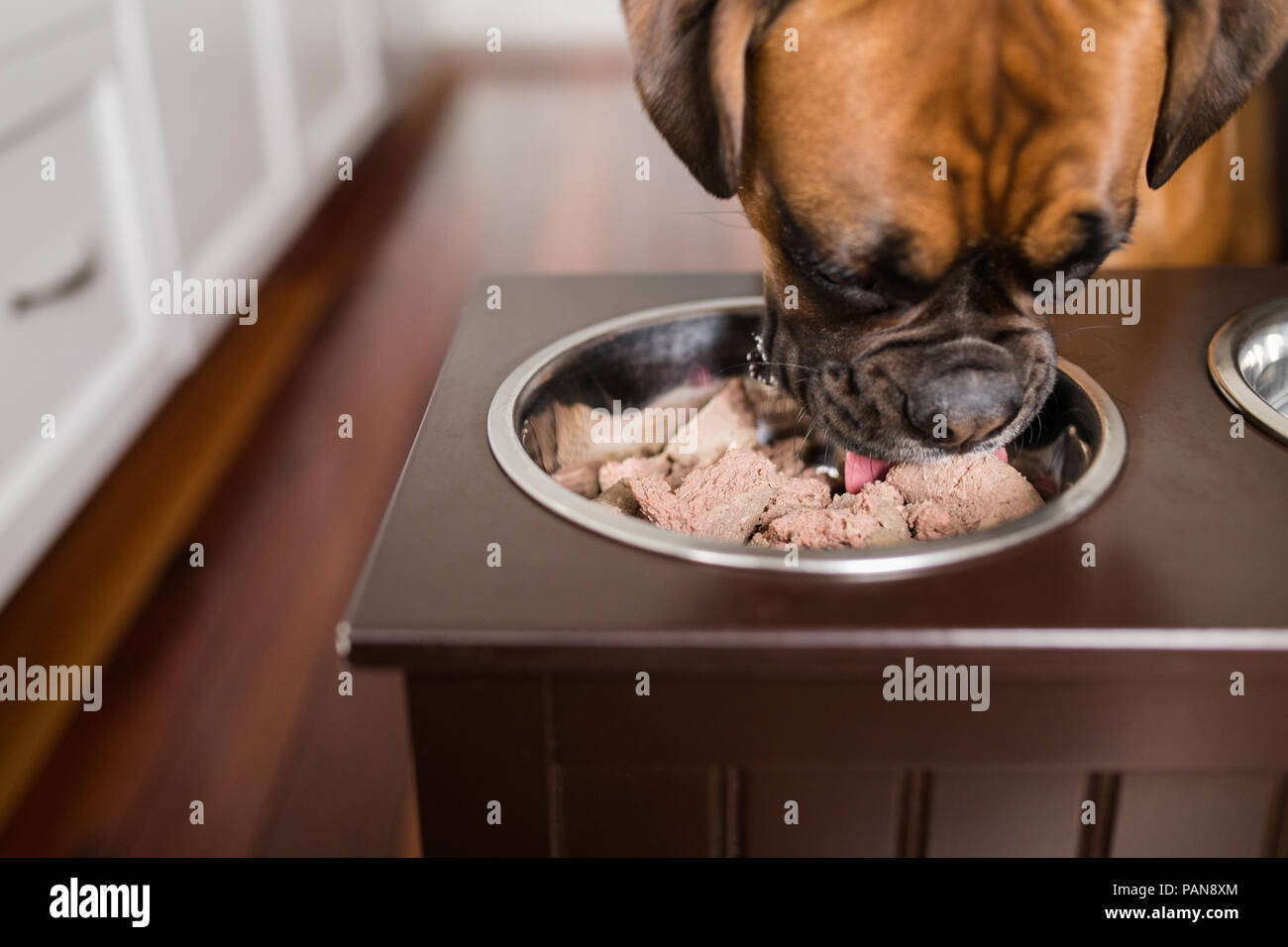 Close up of boxer dog manger cru l'alimentation de la trémie Banque D'Images