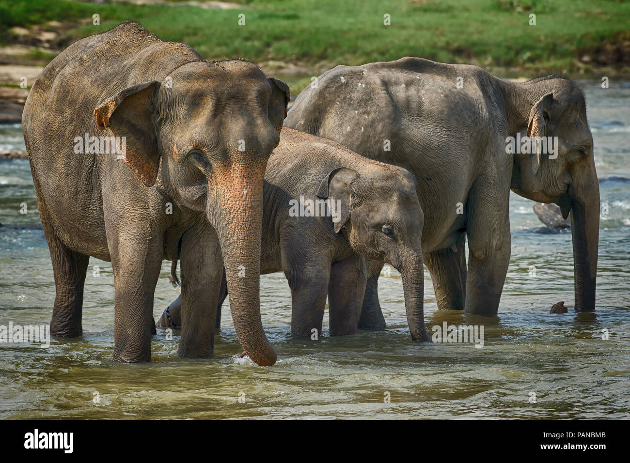 L'éléphant du Sri Lanka - Elephas maximus maximus, Sri Lanka, mammifère emblématique de l'Asie. Banque D'Images