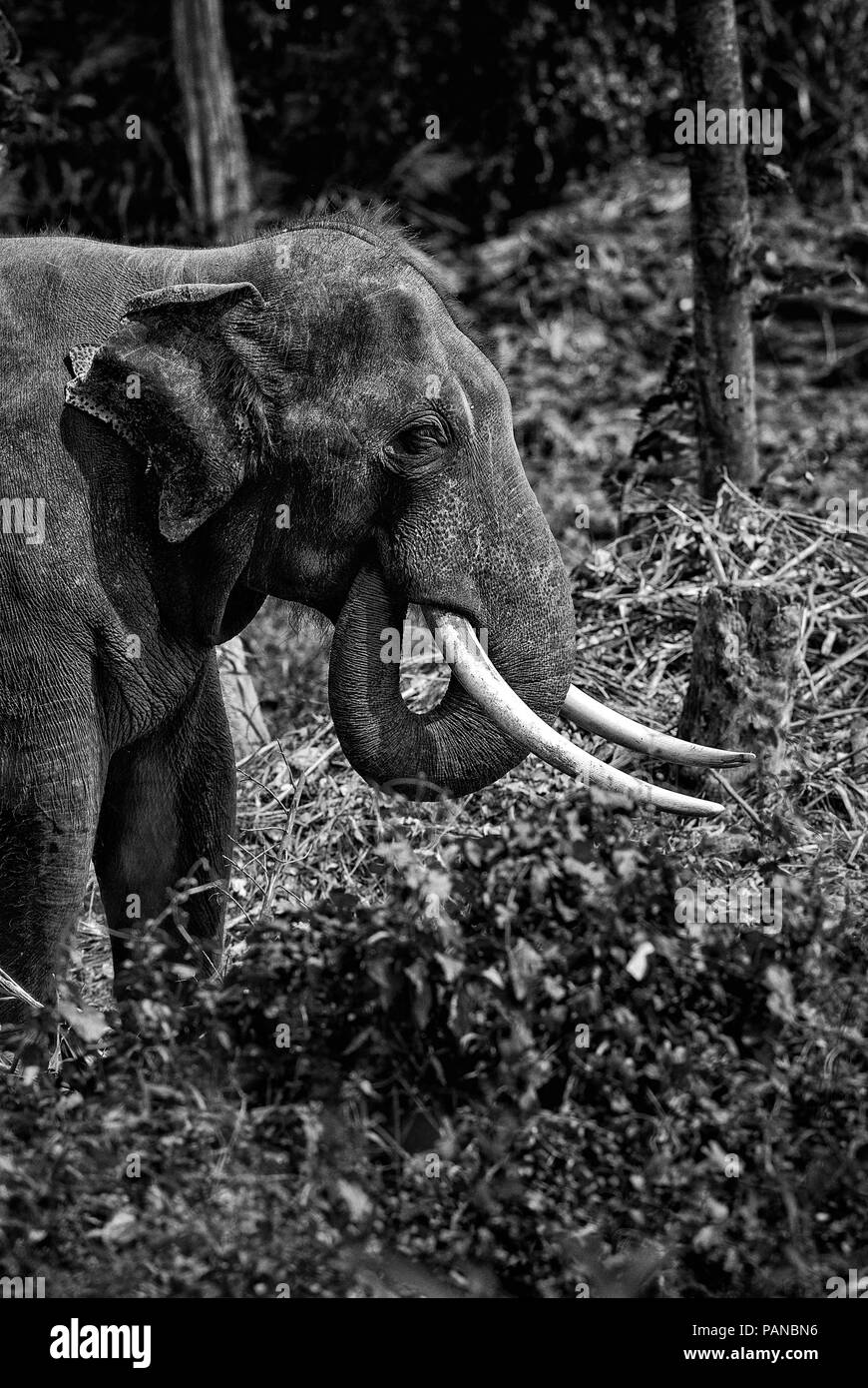 L'éléphant du Sri Lanka - Elephas maximus maximus, Sri Lanka, mammifère emblématique de l'Asie. Banque D'Images